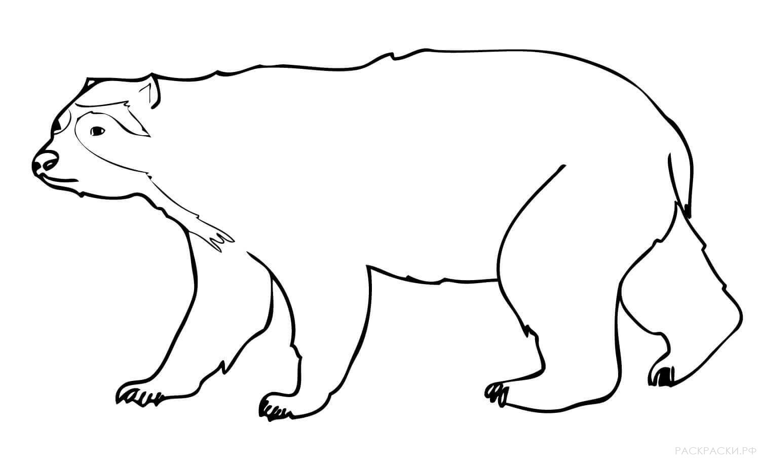 Раскраска Животные Очковый медведь 3